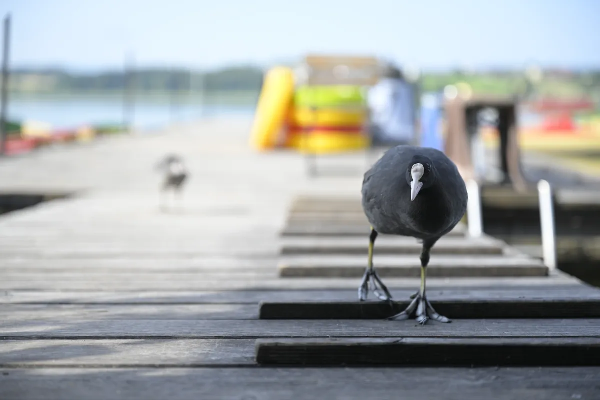 Bootsvermietung am Pfäffikersee.